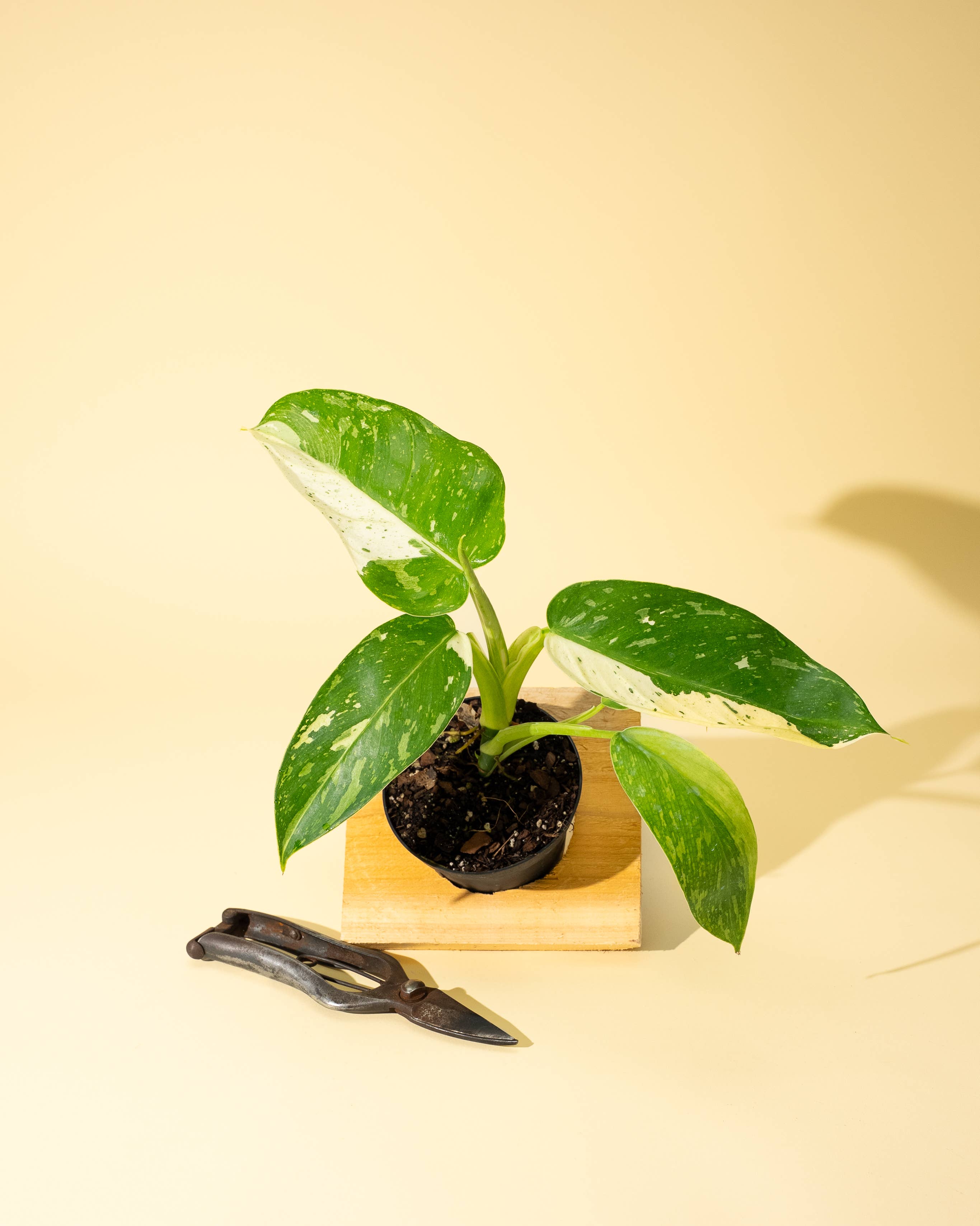 4" Philodendron 'Jose Buono Fiesta'