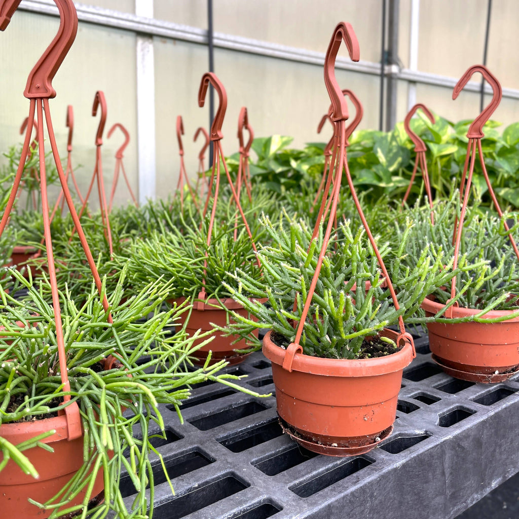 Rhipsalis Cactus Hanging Pot - 4" Live Plant