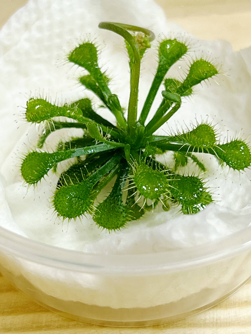 Drosera spatulata – Spoon-leaved Sundew (Plant Only)