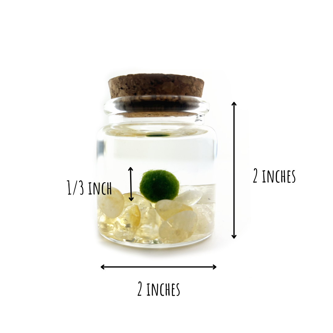 Small Marimo Moss Ball Terrarium with Citrine Gemstones