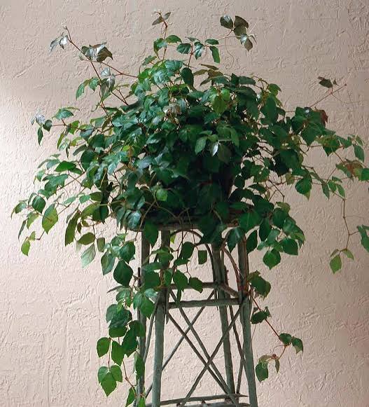 Grape Ivy