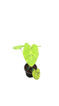 Colocasia Esculenta Mojito 4 inch Grower Pot