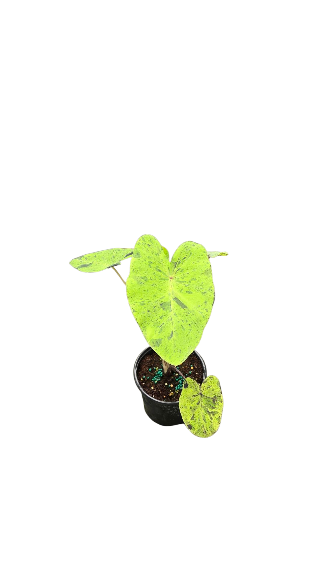Colocasia Esculenta Mojito 4 inch Grower Pot