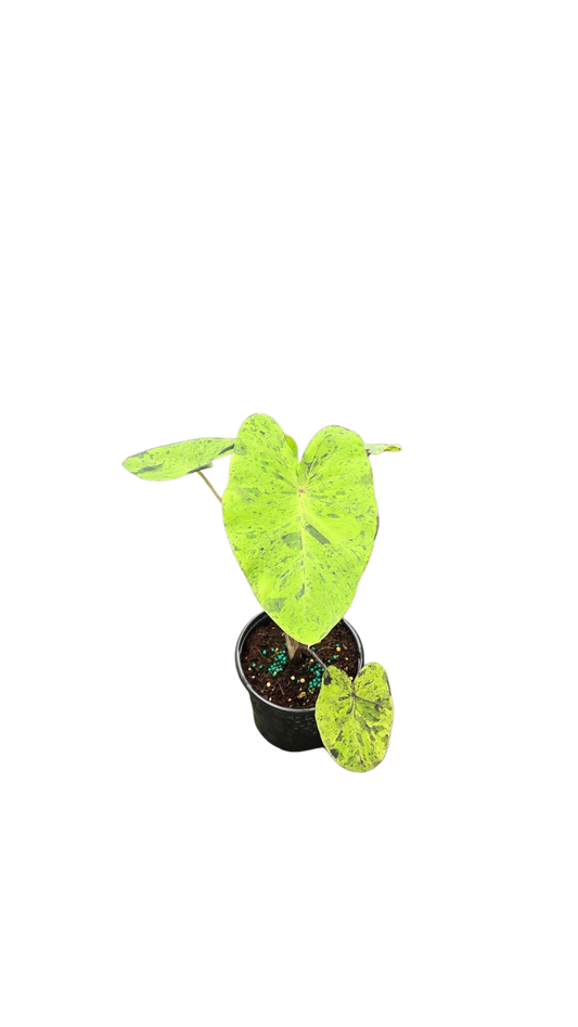 Colocasia Esculenta Mojito 4 inch Grower Pot
