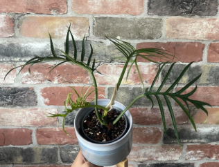 4" Philodendron Tortum
