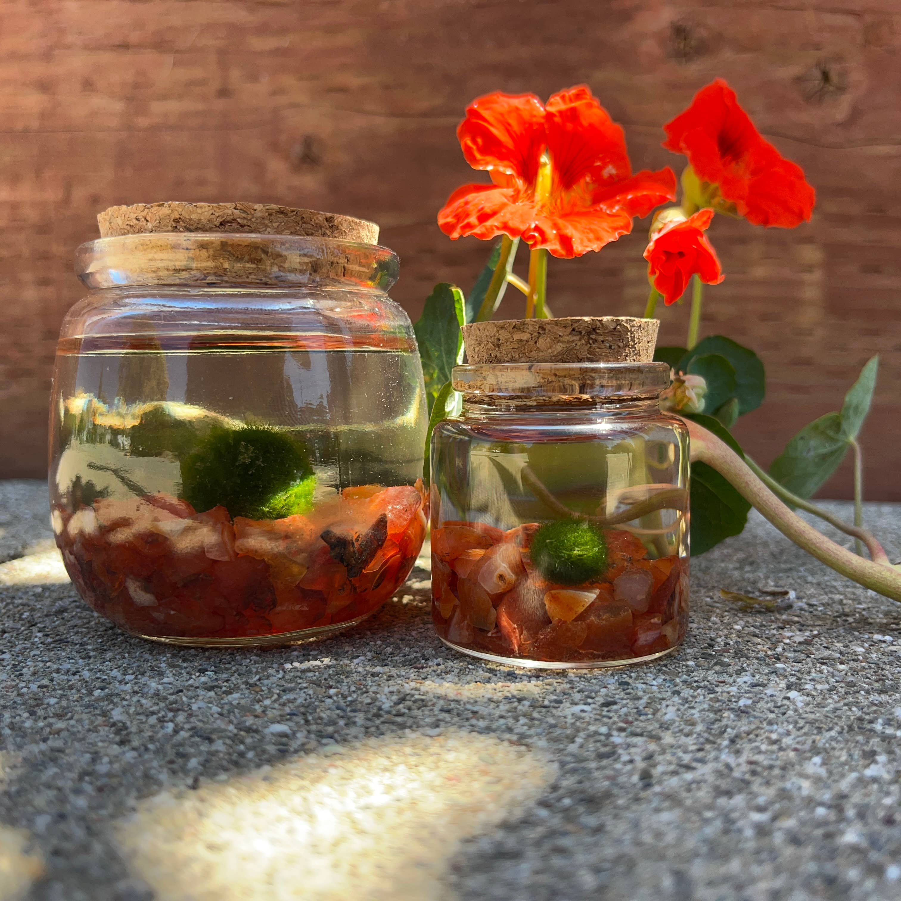 Small Marimo Moss Ball Terrarium with Carnelian Gemstones