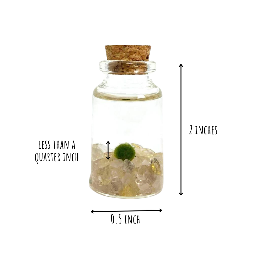 Tiny Marimo Moss Ball Terrarium with Golden Quartz Gemstones
