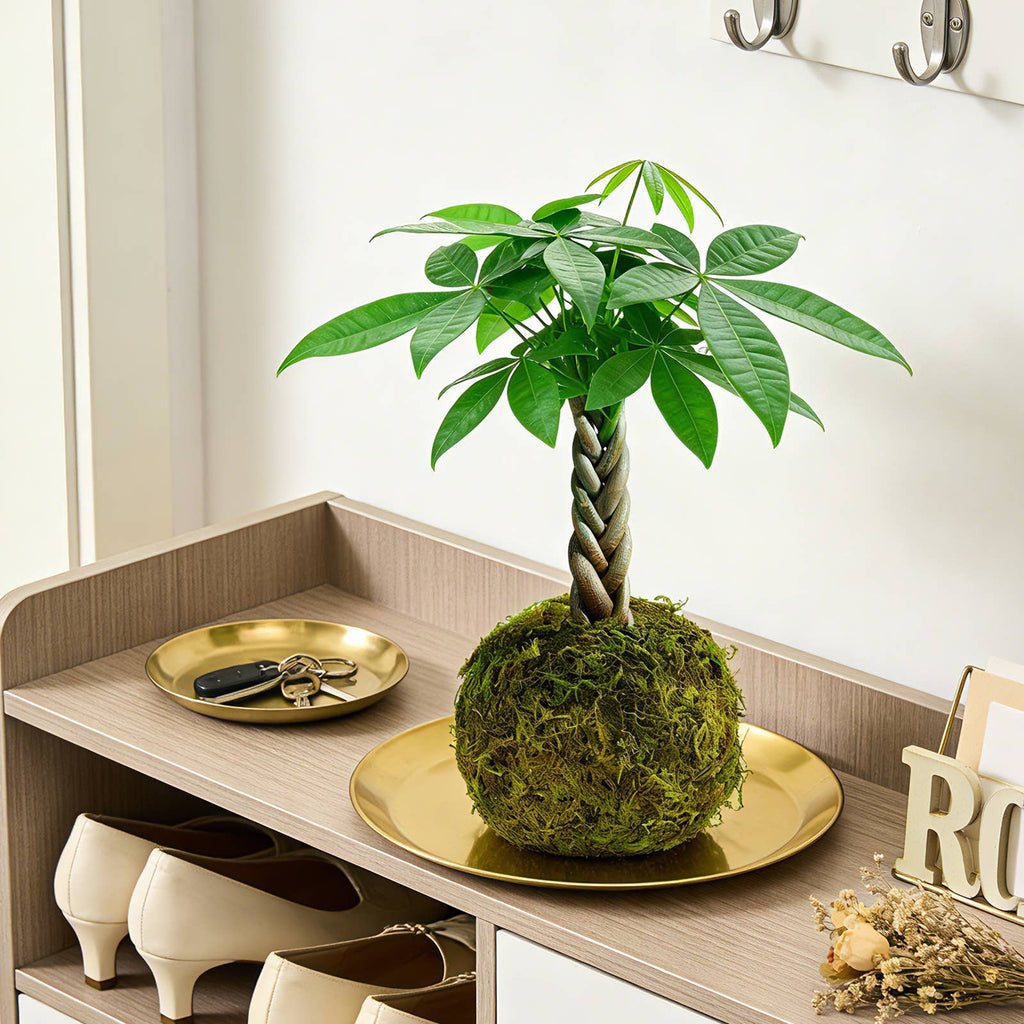 Money Tree Kokedama Braided Handcraft Moss Ball Houseplant