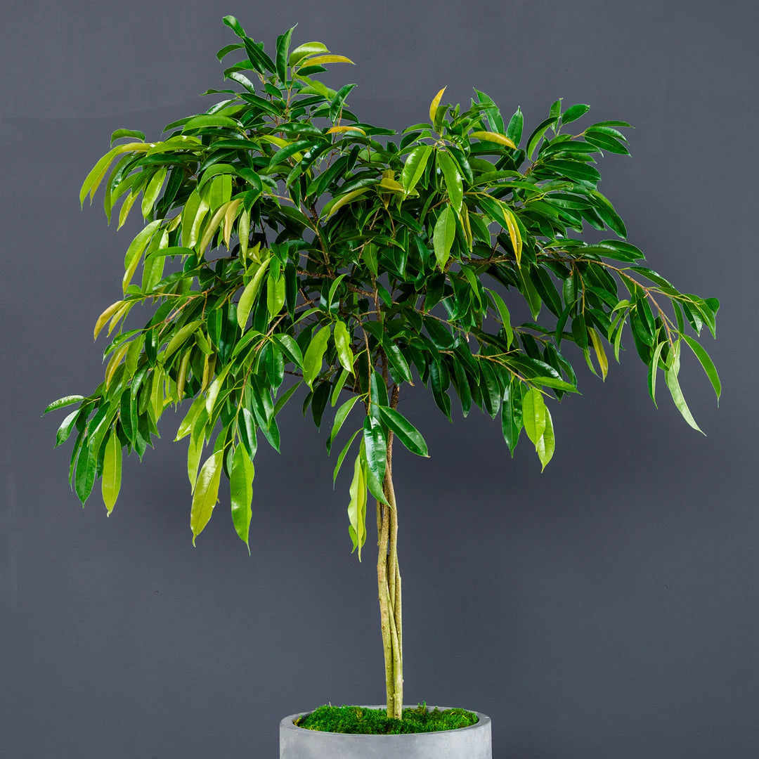 14” Ficus Mini Amstel