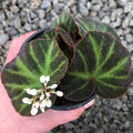 5” Begonia Soli Matata