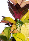 Croton Iceton 5”