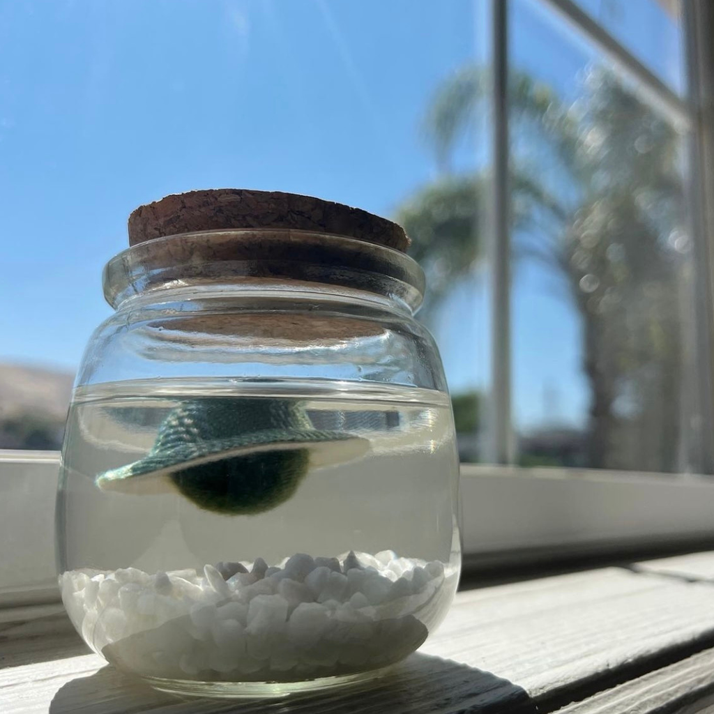Classic Medium Marimo Moss Ball Terrarium