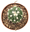 Cactus Stenocactus Multicostatus 'Brain' 3 inch Grower Pot