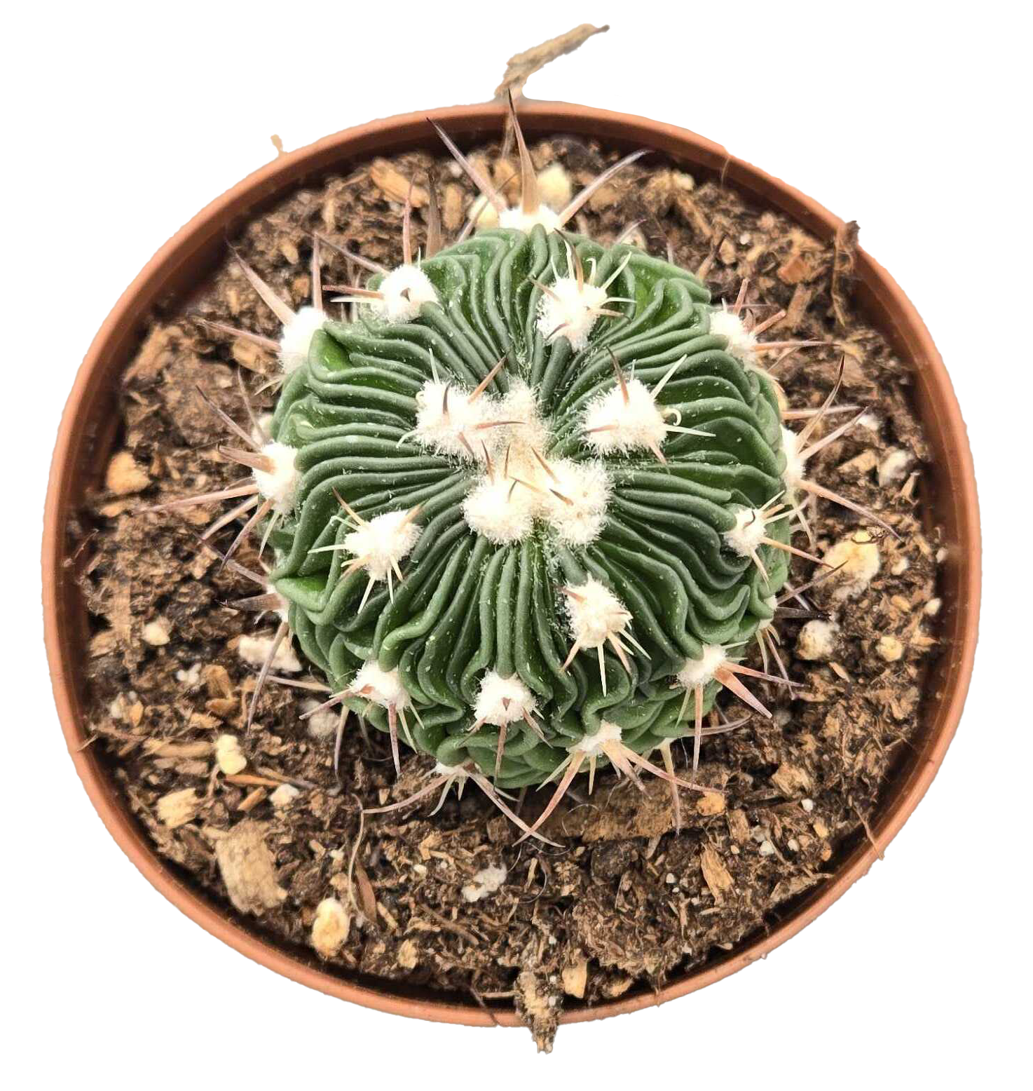 Cactus Stenocactus Multicostatus 'Brain' 3 inch Grower Pot
