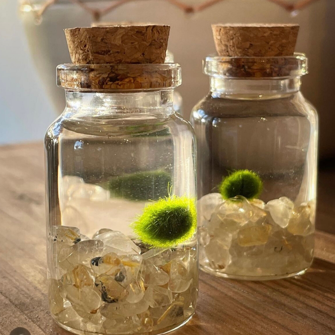 Tiny Marimo Moss Ball Terrarium with Golden Quartz Gemstones
