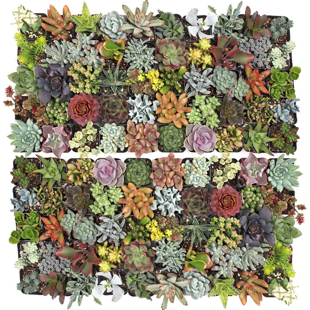 Ultimate Variety Succulents 100-Pack (50 Varieties, 2" Pots)