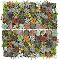 Ultimate Variety Succulents 100-Pack (50 Varieties, 2" Pots)