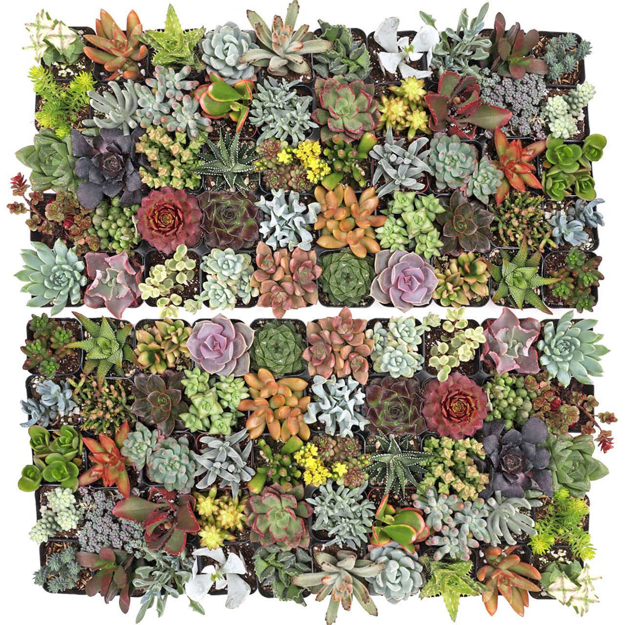 Ultimate Variety Succulents 100-Pack (50 Varieties, 2" Pots)
