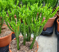 4” Leucodendron