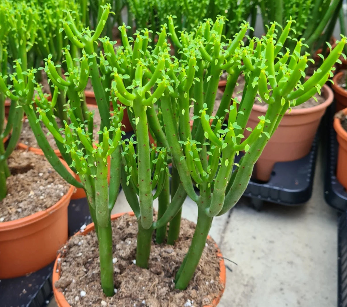 4” Leucodendron