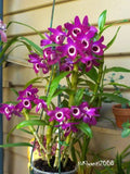 4” Dendrobium Nobile