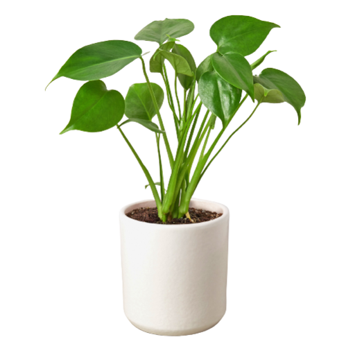 MONSTERA MINIMA 4-inch