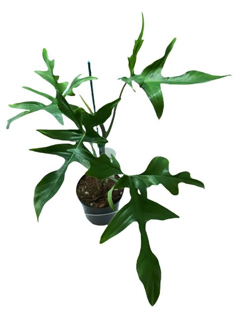 philodendron glad hands variegated 10” Philodendron Glad Hands Totem – Terra Cotta Botanical Boutique