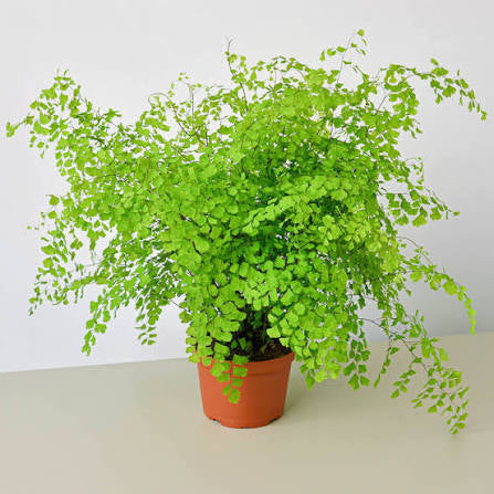 Maidenhair fern