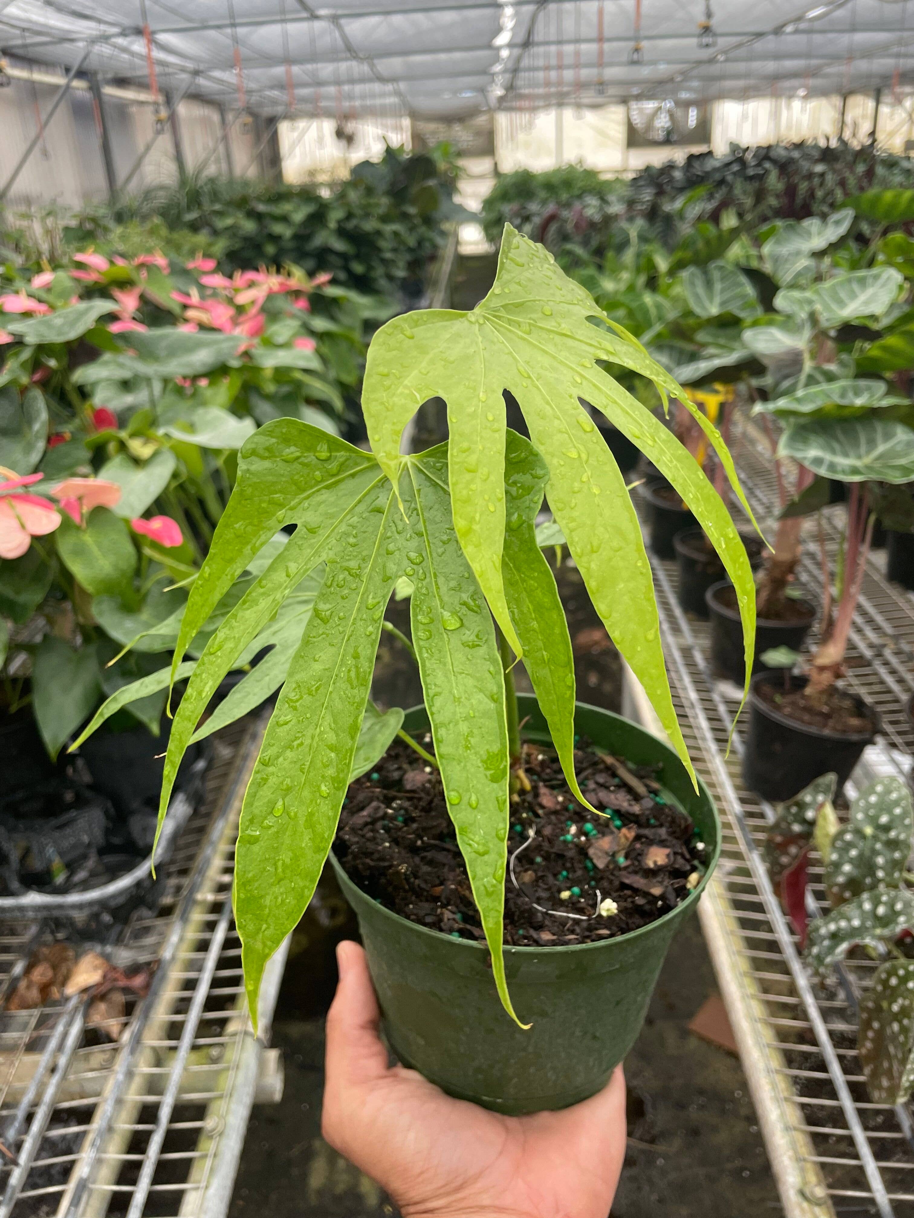 Anthurium Fingers - 6" Pot