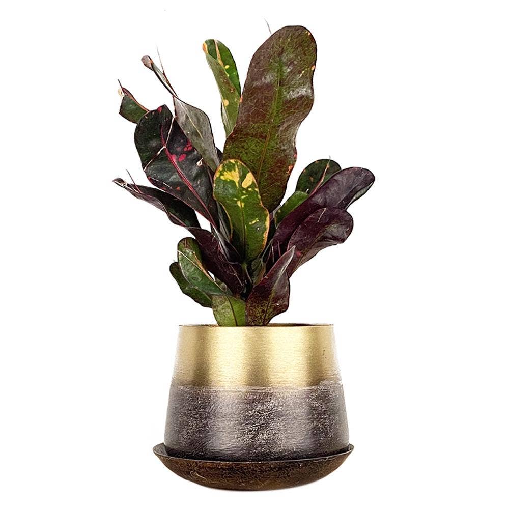 Metal Two Tone Pot - Joe Drainage 3.5-5in 8 Colors