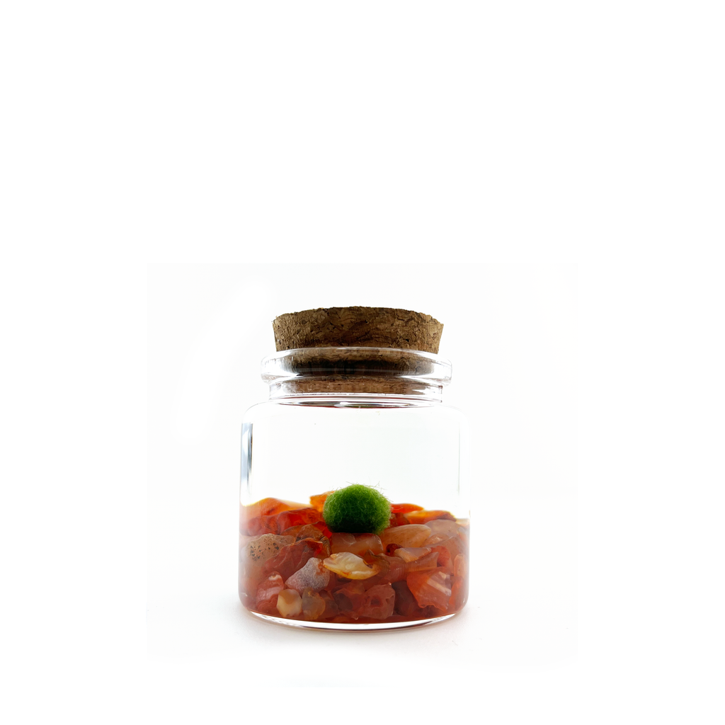 Small Marimo Moss Ball Terrarium with Carnelian Gemstones