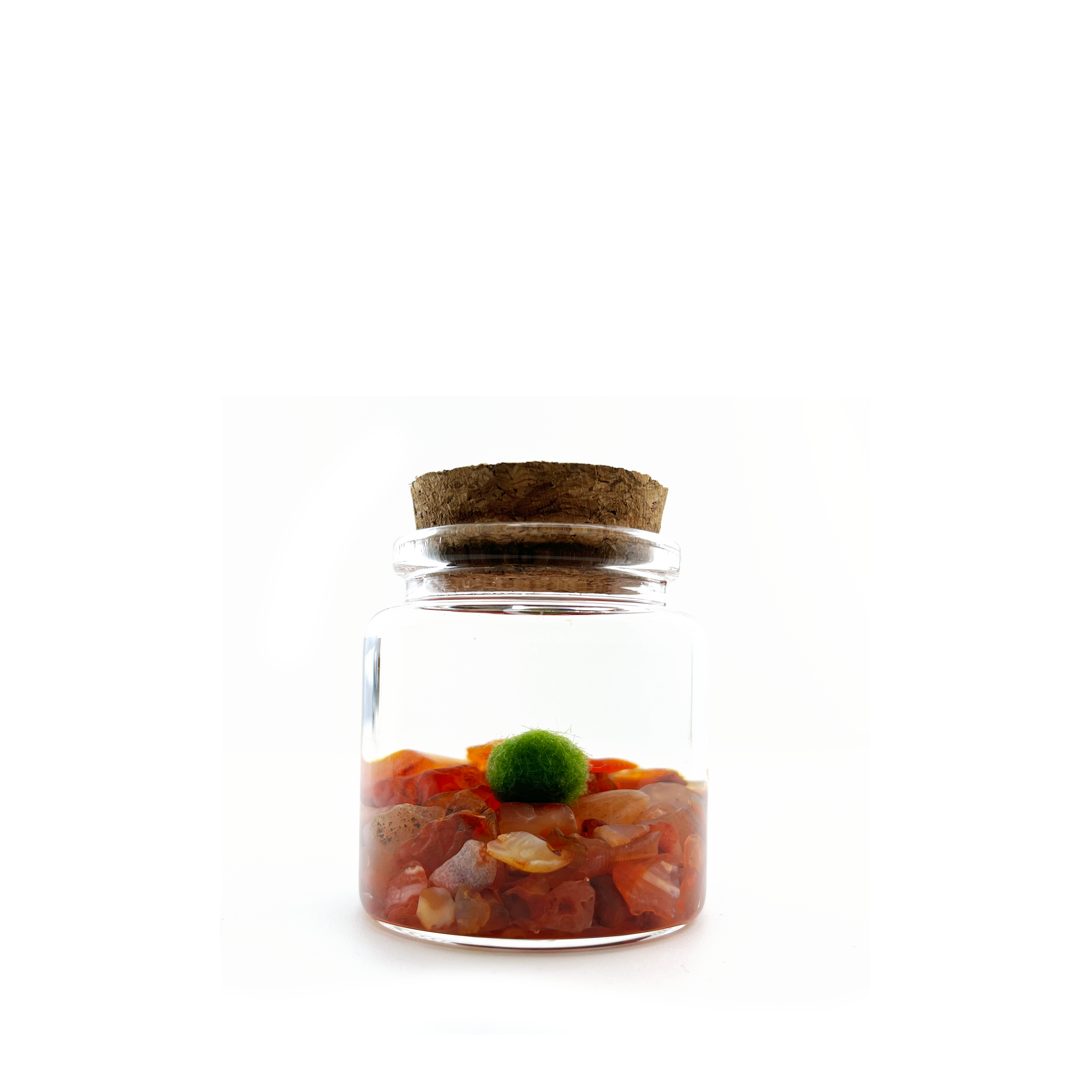 Small Marimo Moss Ball Terrarium with Carnelian Gemstones