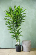 Dracaena Cintho 3-2-1