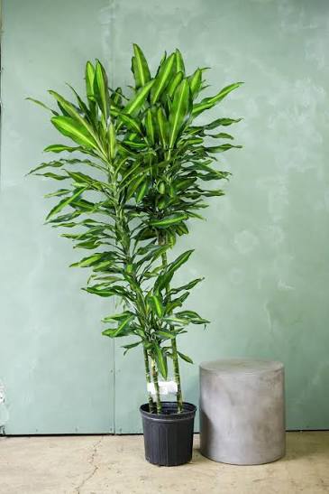 Dracaena Cintho 3-2-1