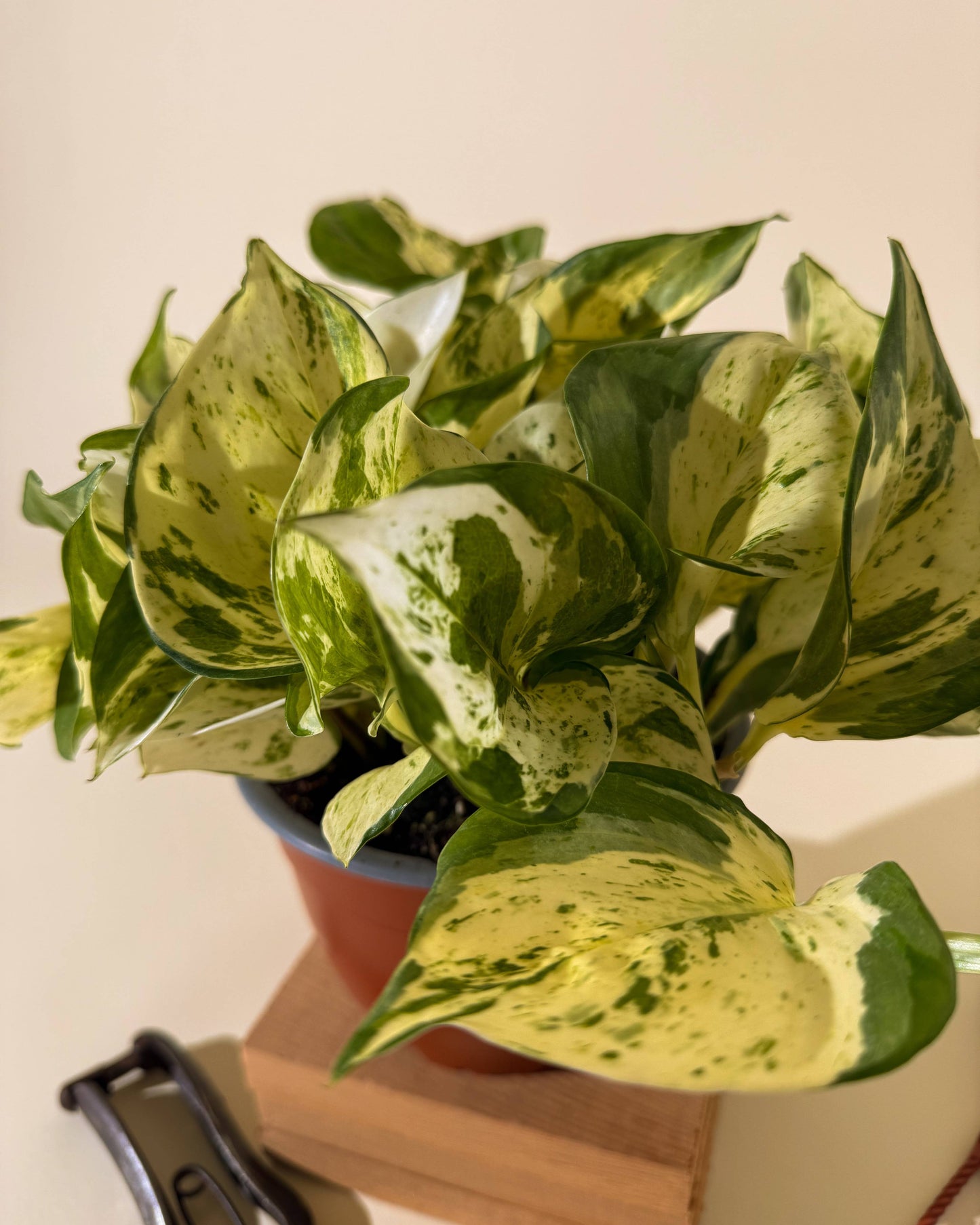 6" Epipremnum Aureum 'Manjula Compacta' (Hanging Basket)