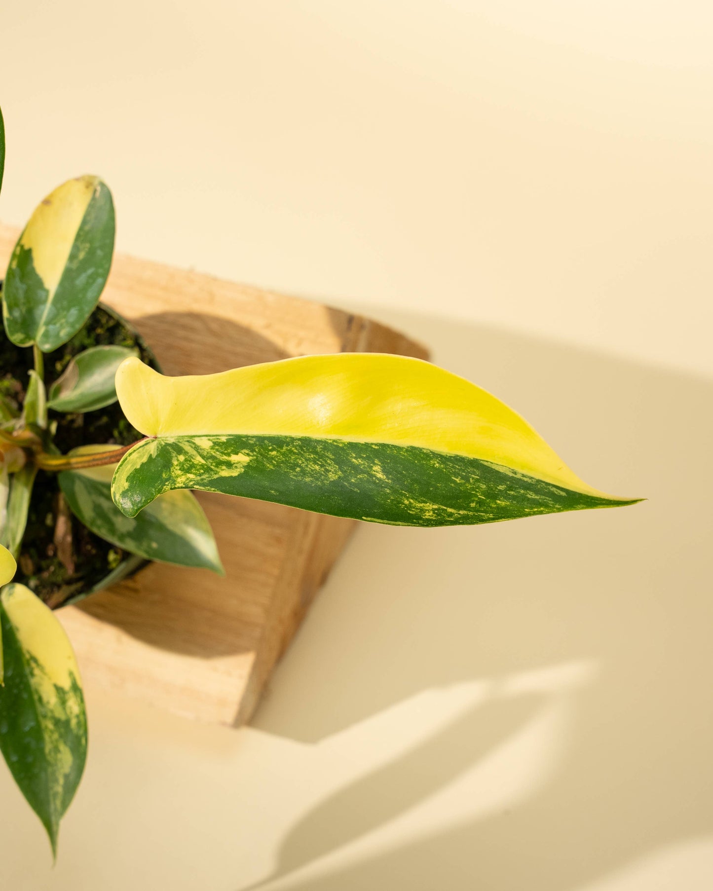 4" Philodendron Florida Beauty 'Sunrise'