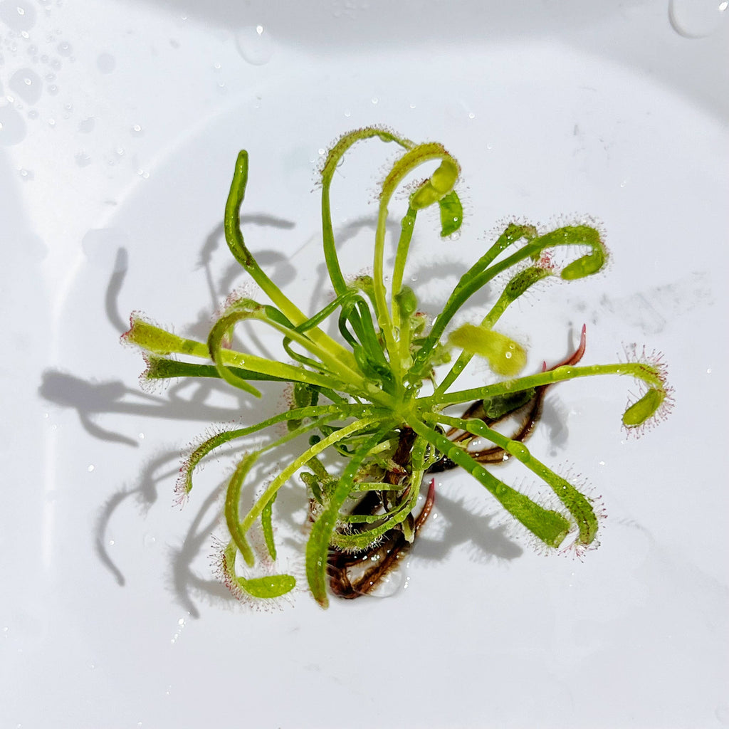 Cape Sundew(Drosera) –Gnat-Eating Carnivorous (Plant Only)