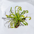 Cape Sundew(Drosera) –Gnat-Eating Carnivorous (Plant Only)