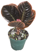 Ardisa Sp. Ha Giang 4 inch Grower Pot
