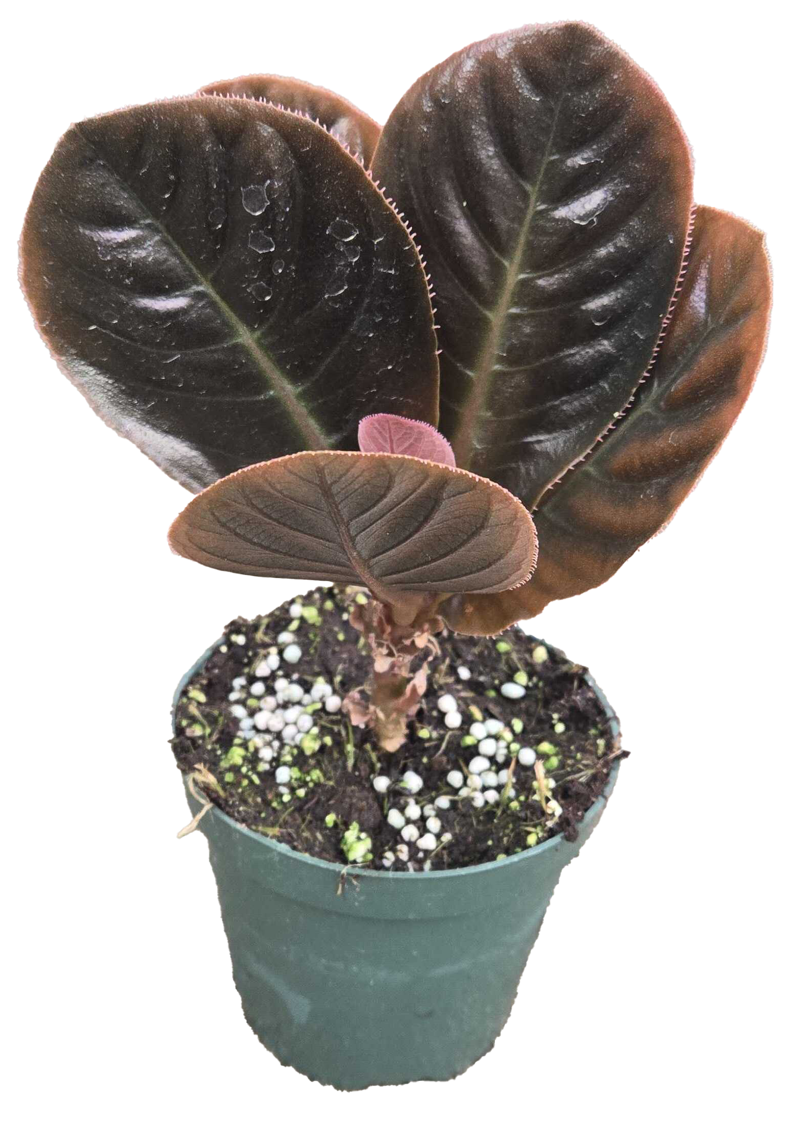 Ardisa Sp. Ha Giang 4 inch Grower Pot