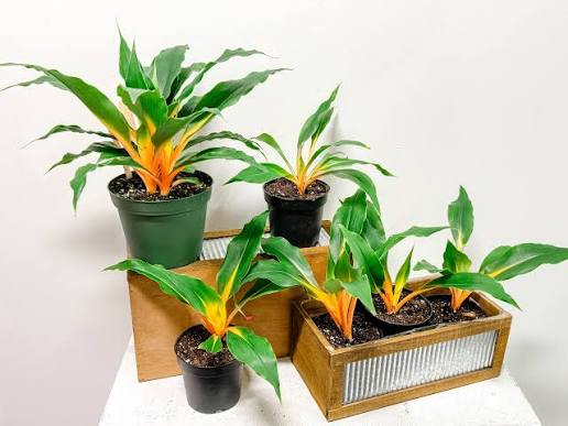 4” Chlorophytum Mandarin OJ