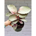Calathea roseopicta ‘silver plate’