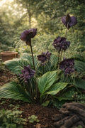 Black Tacca
