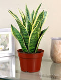 6” Sansevieria Futura Suberba