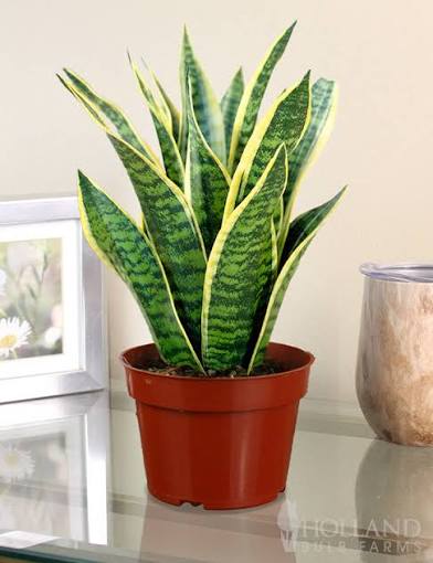 6” Sansevieria Futura Suberba