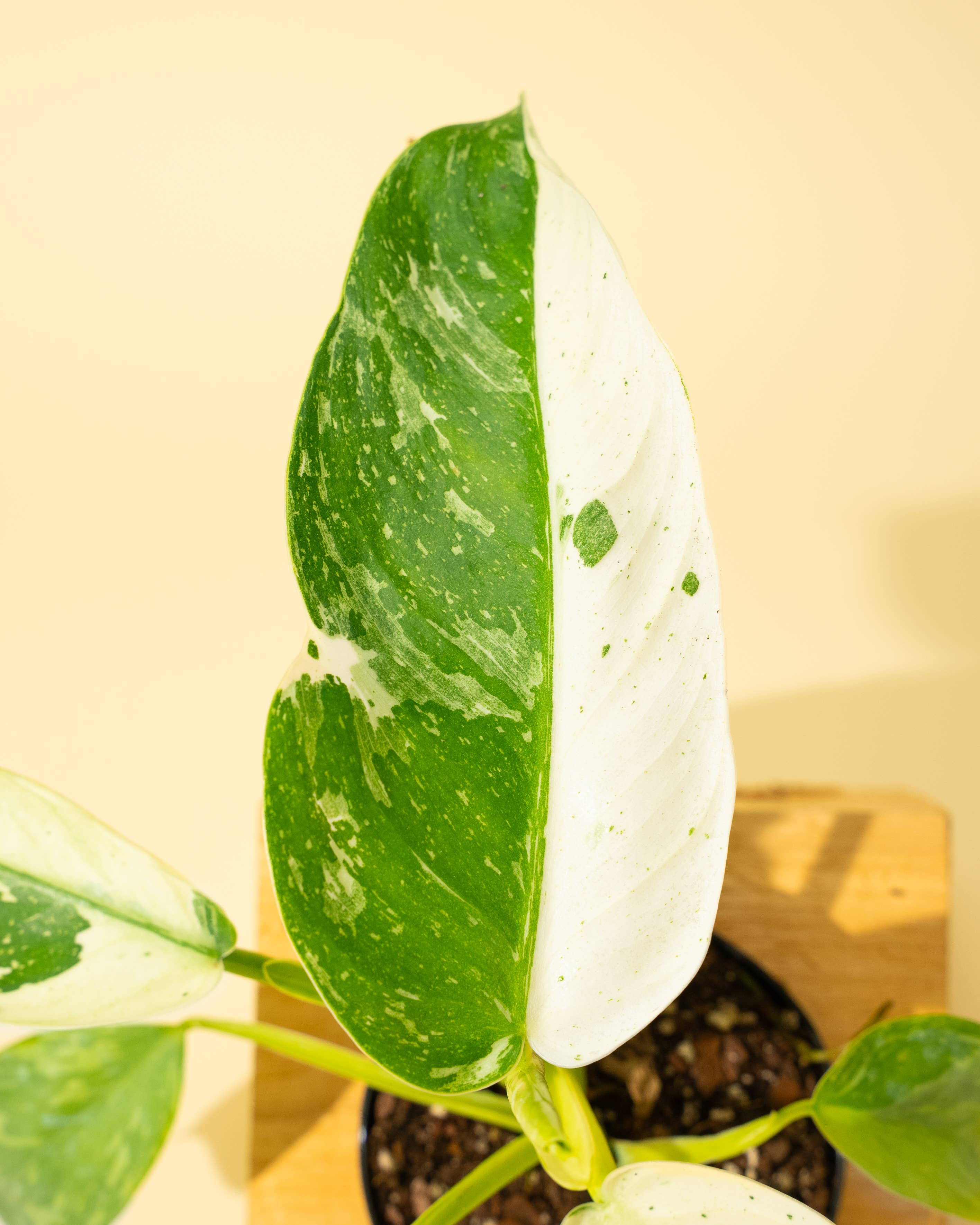 4" Philodendron 'Jose Buono Fiesta'