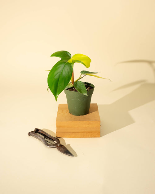 4" Philodendron Florida Beauty 'Sunrise'