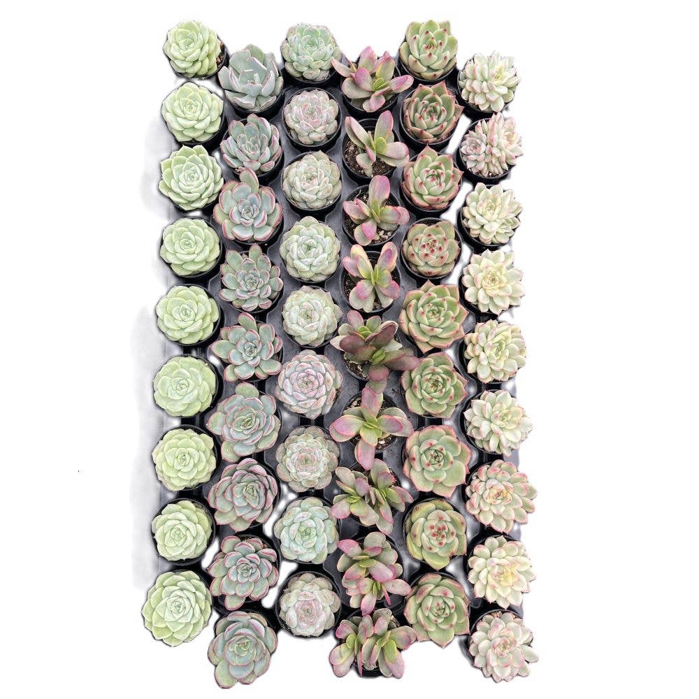 Assorted Rosettes Succulents Bulk 54 Tray - 2in Pot