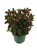 Peperomia Double Duty 4”