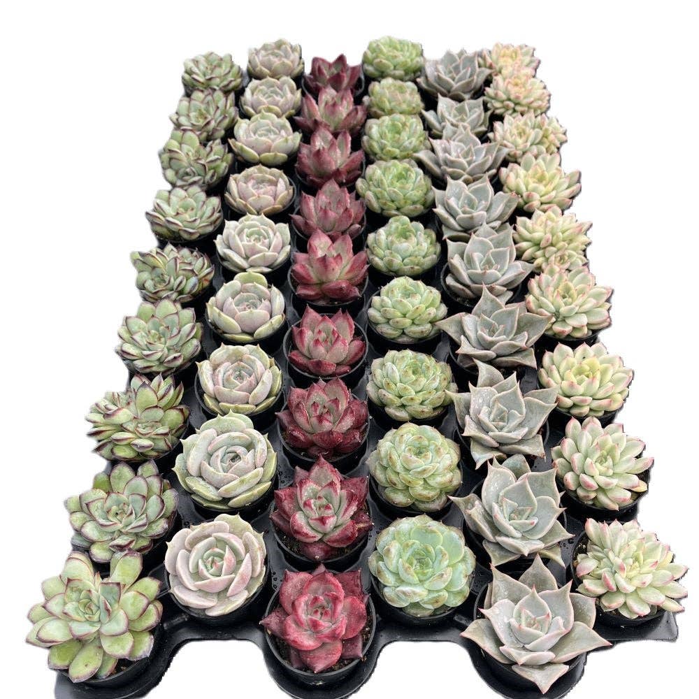 Assorted Rosettes Succulents Bulk 54 Tray - 2in Pot